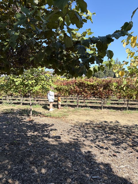 Harvest Stroll in Napa