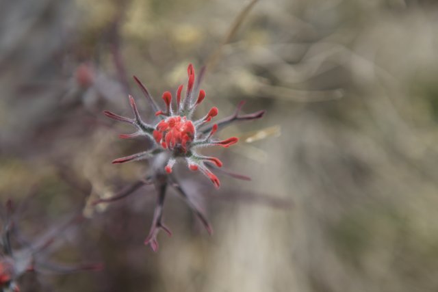 A Red Flower Blooms in the Desert