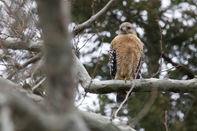 Red-shouldered Hawk Perched on Winter Branch