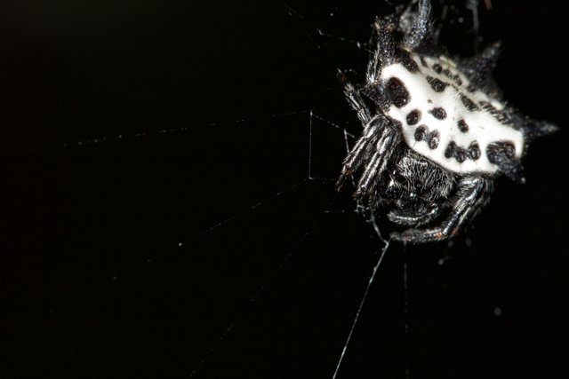 Garden Spider on the Hunt