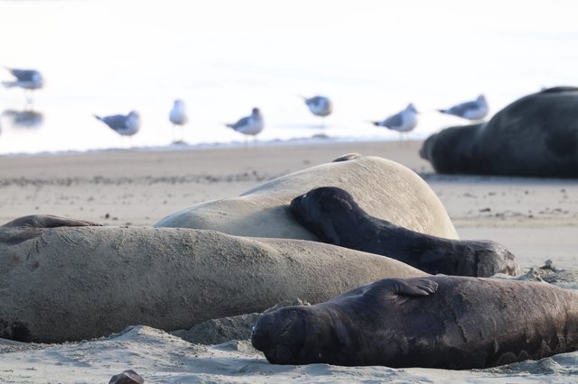 Elephant Seals Resting at Drakes Beach Colony