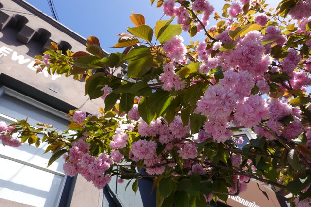 Pink Blossoms in the City