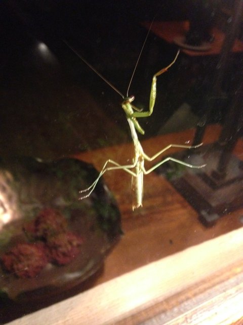 Praying Mantis on a Window in Altadena, California