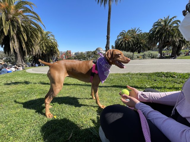 Summer Fun at Mission Dolores Park