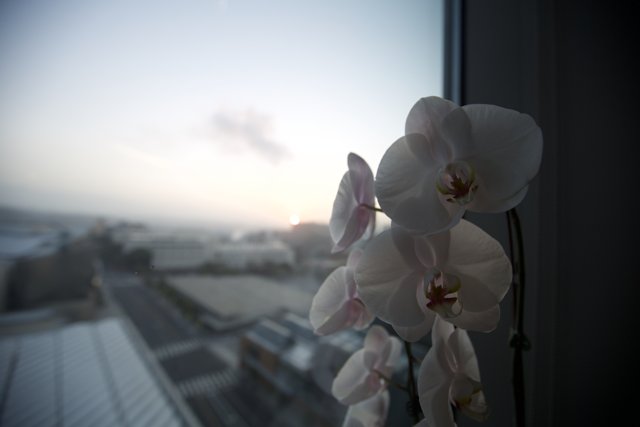 Serene Orchid