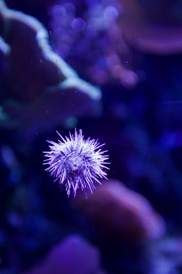 Purple Sea Urchin Suspended in Deep Blue Waters