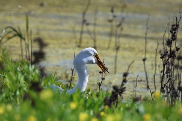 Great Egret Catches Fish at Wetland Preserve