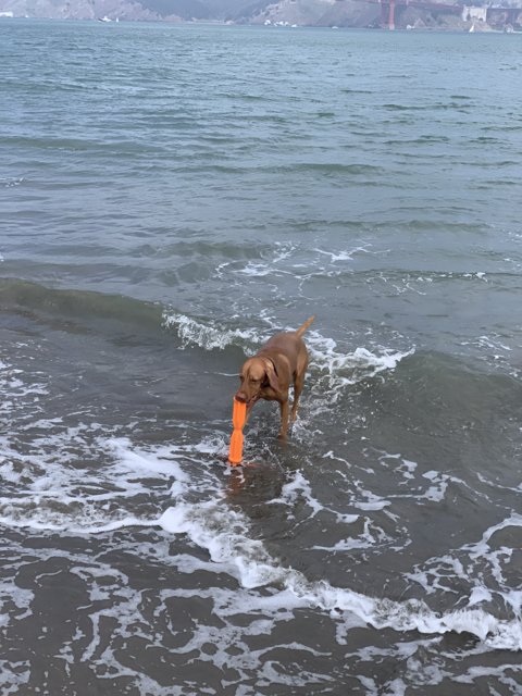 Paws in the Waves