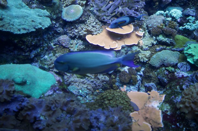 Blue Fish Swimming Among Vibrant Coral Reef