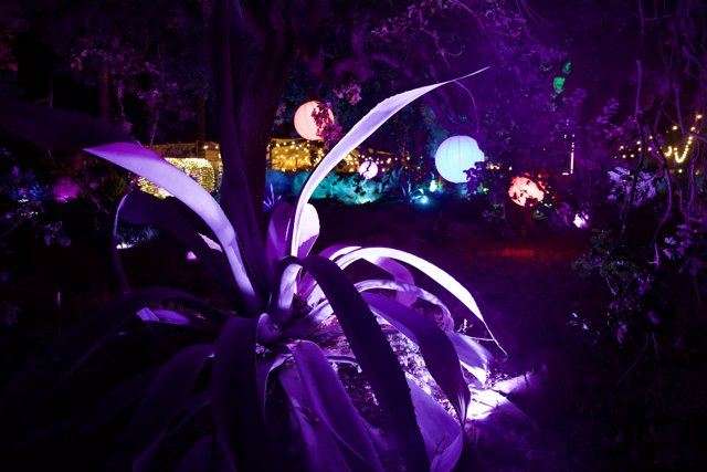 Enchanted Evening in Purple