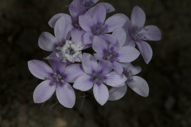 Lovely Geranium Blossoms