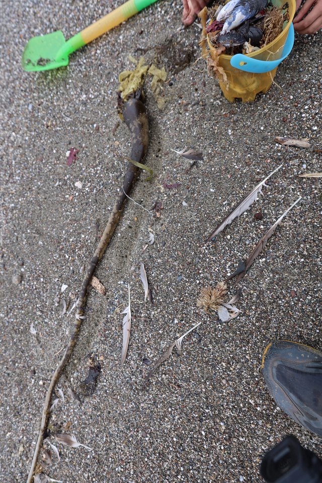 Beachcombing Finds Along the Tide Line