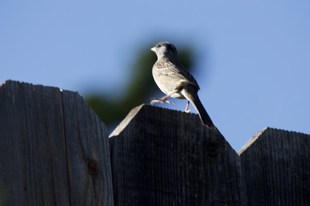 White-crowned Sparrow Perched on Weathered Wooden Fence