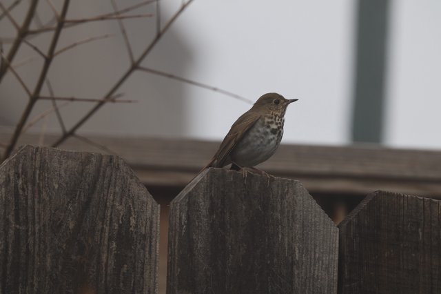 Swainson's Thrush Perched on Weathered Garden Fence