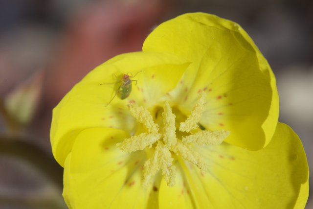Bug on a Geranium Blossom