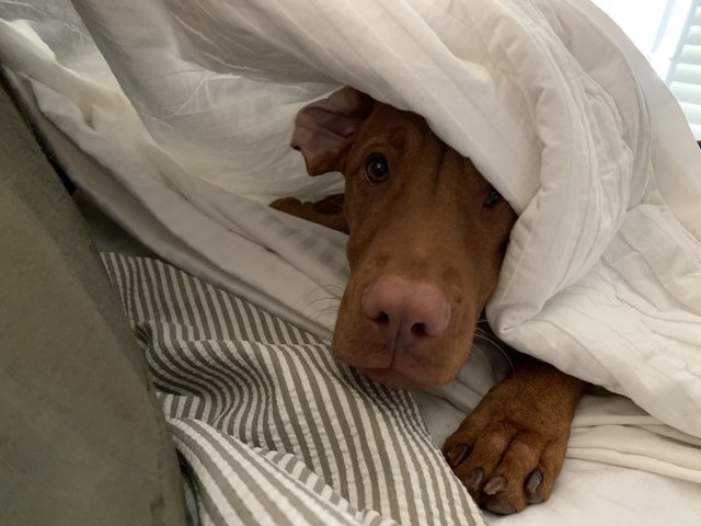 Cozy Canine in Linen Layers