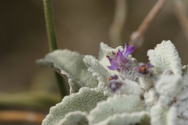 Purple Geranium thriving in frosty weather