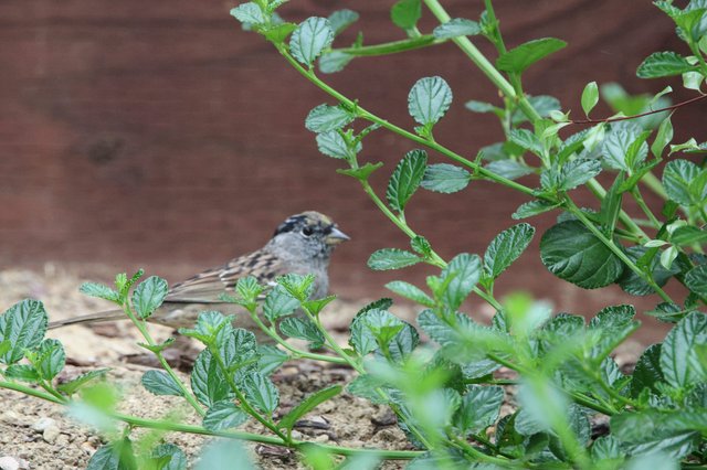 Golden-crowned Sparrow Foraging Among Green Foliage