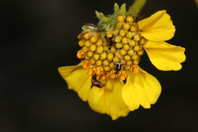 Busy bees and wasps on a sunny flower