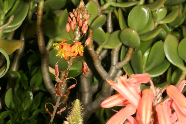 Acanthaceae Flower in Full Bloom