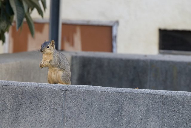 El Sereno's Watchful Squirrel