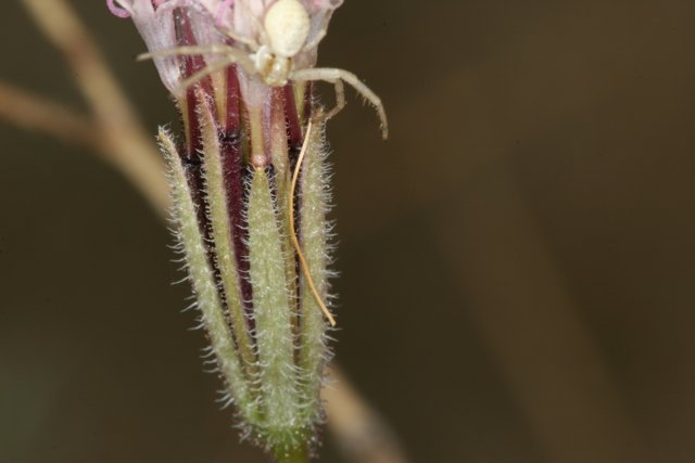 Spider on a Geranium