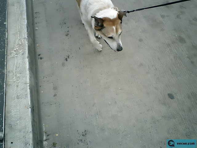 Leashed Hound on a Walk