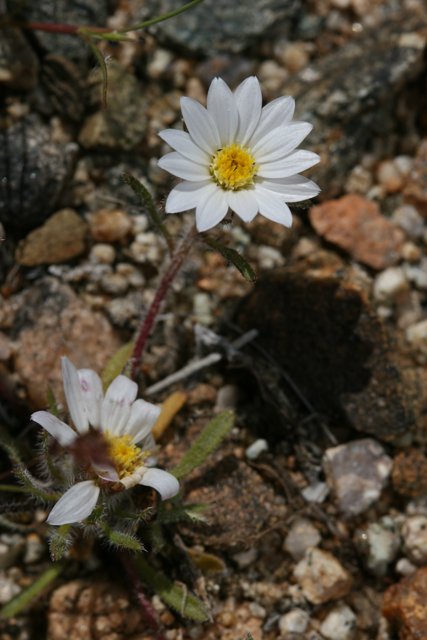 A Pair of Delicate Daisies