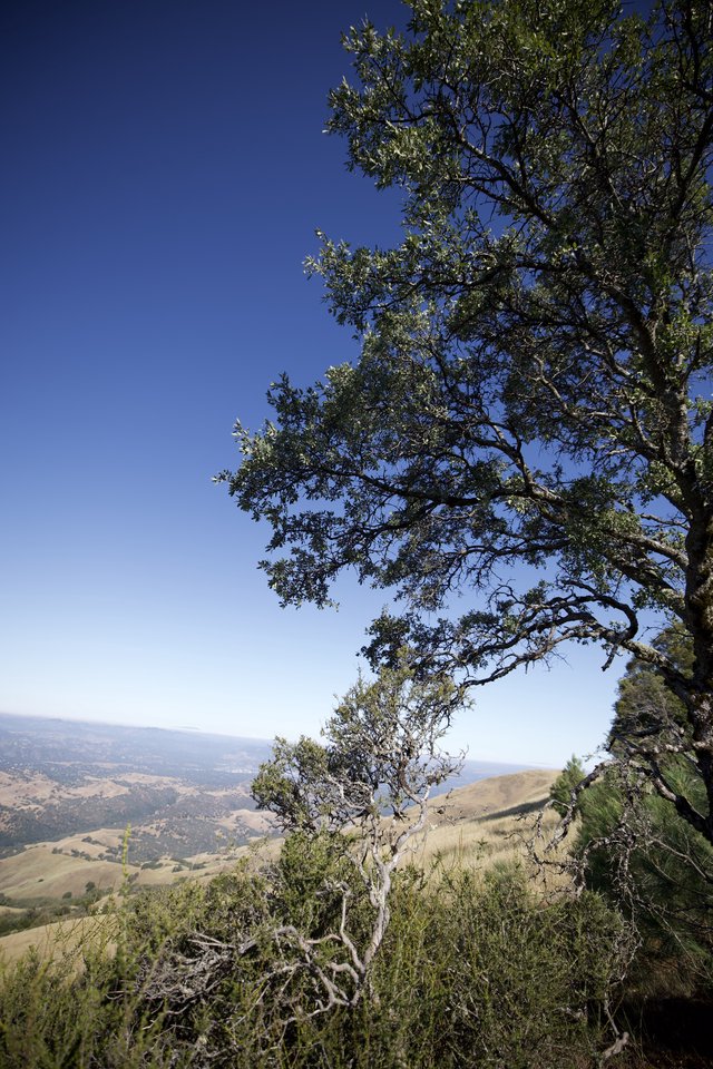 Oak Tree Silhouette Over California Valley Vista
