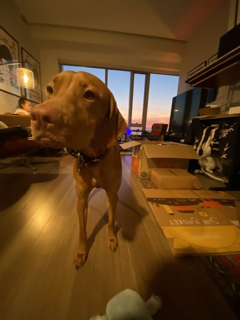 Sunset Dog in a Wood-Floored Living Room