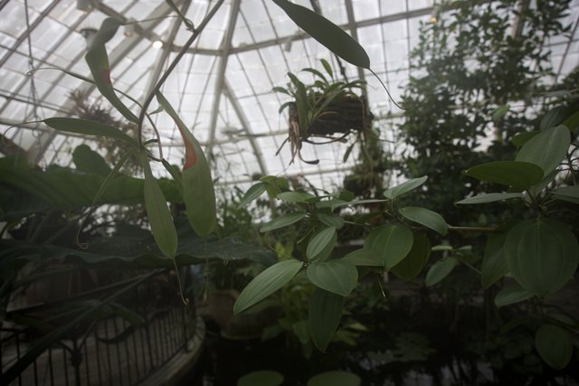 Enchanted Greenhouse: The Floral Heart of Golden Gate Park