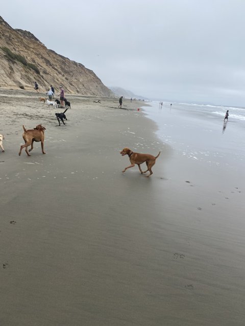 Four Dogs on a Beach Adventure