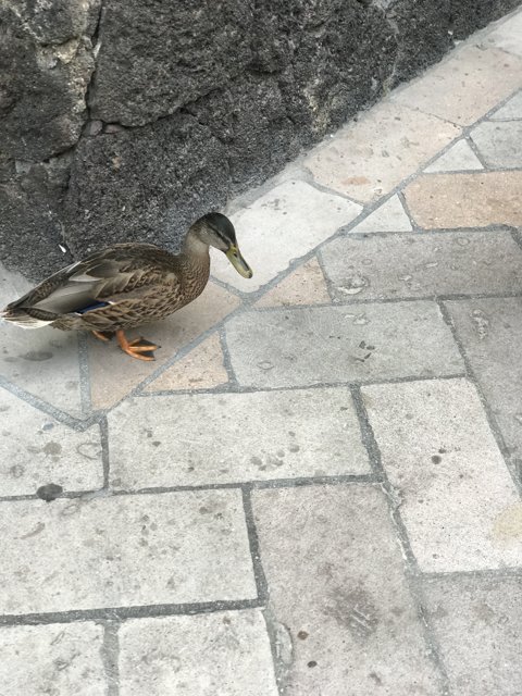 Duck's Walkway Adventure