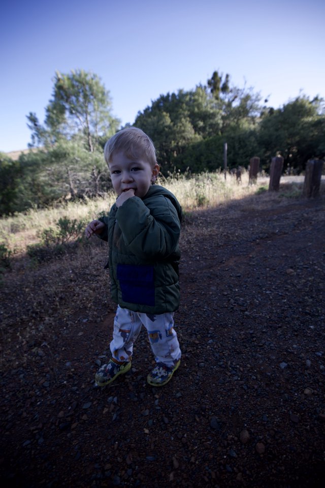Toddler Exploring Juniper Canyon Trail at Mt. Diablo