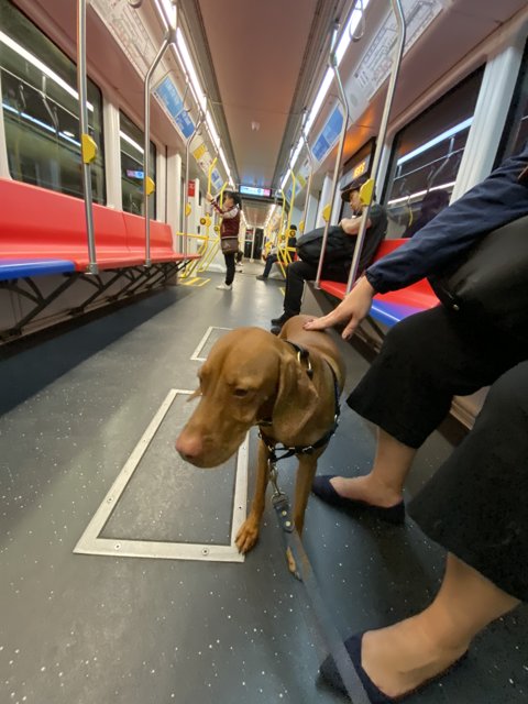 Commuting with Canine Companions
