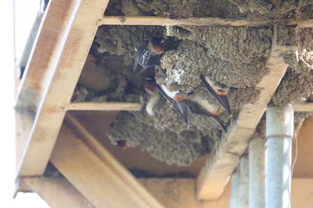 Cliff Swallow Nesting Colony Under Building Eaves