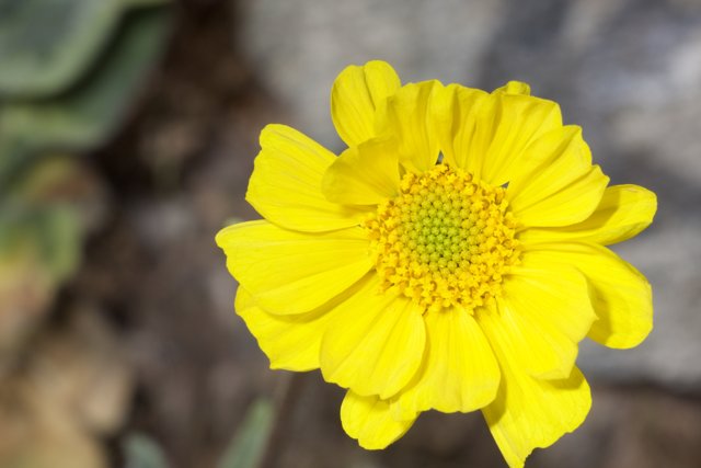 Yellow Daisy in Spring