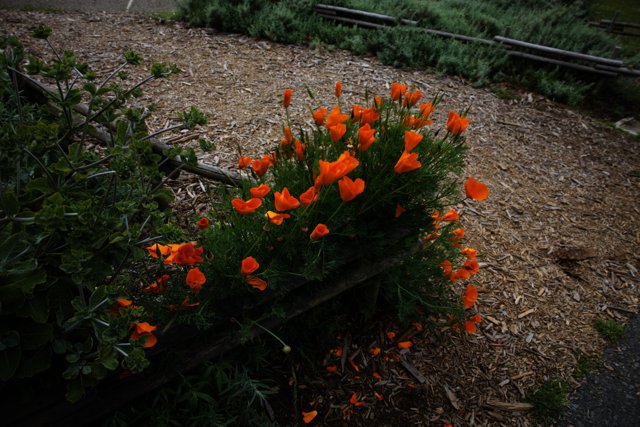 A Blooming Bench in the San Francisco Botanical Garden