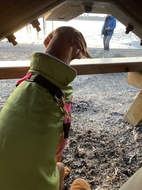 The Stylish Canine of Bodega Bay