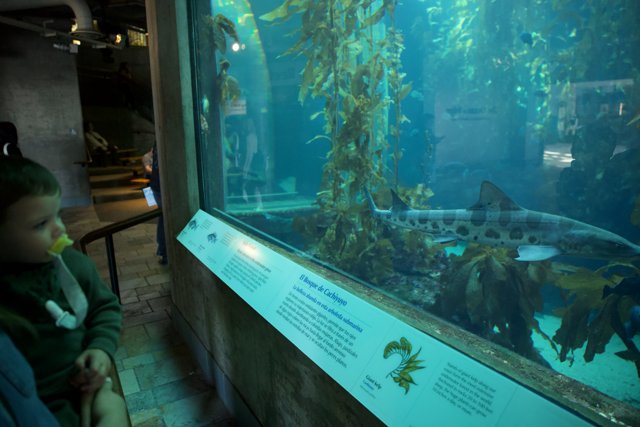 Fascination Underwater: Discovery in Monterey Bay Aquarium