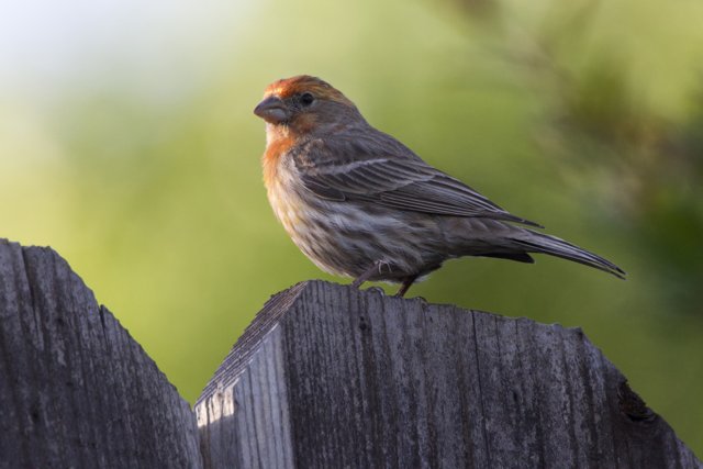 Perched Beauty