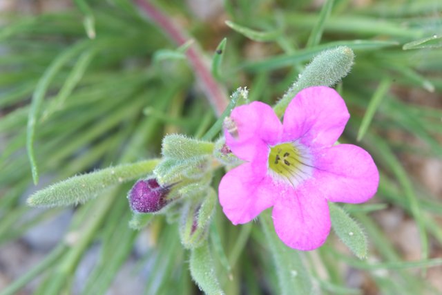 Pink Geranium with Water Droplets