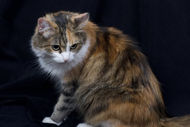 Calico Manx Cat in Deep Thought