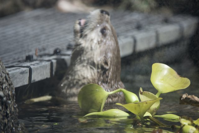 Playful Otter in the Pond