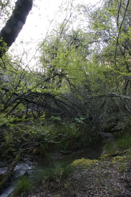 Serene Stream Flowing through Woodland