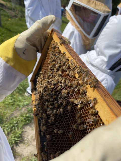 Beekeeper Tending to Bees in Carmel, CA