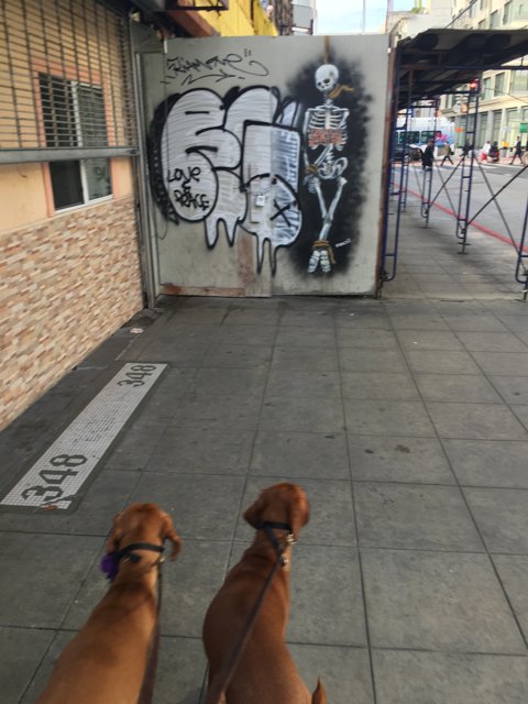 Two dogs taking a scenic stroll on a graffiti-covered sidewalk