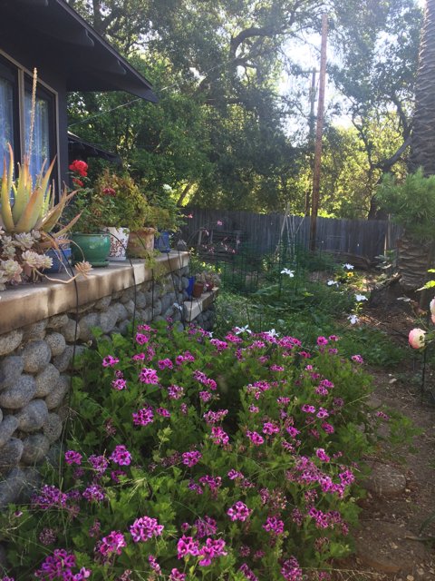 A Tranquil Backyard Garden Oasis