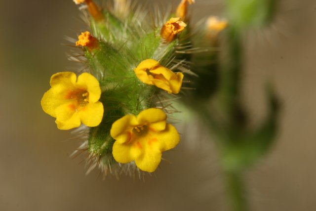 Yellow Geranium in Bloom