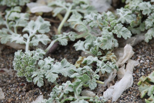 Silver-Leaved Coastal Plants Thriving in Sandy Habitat